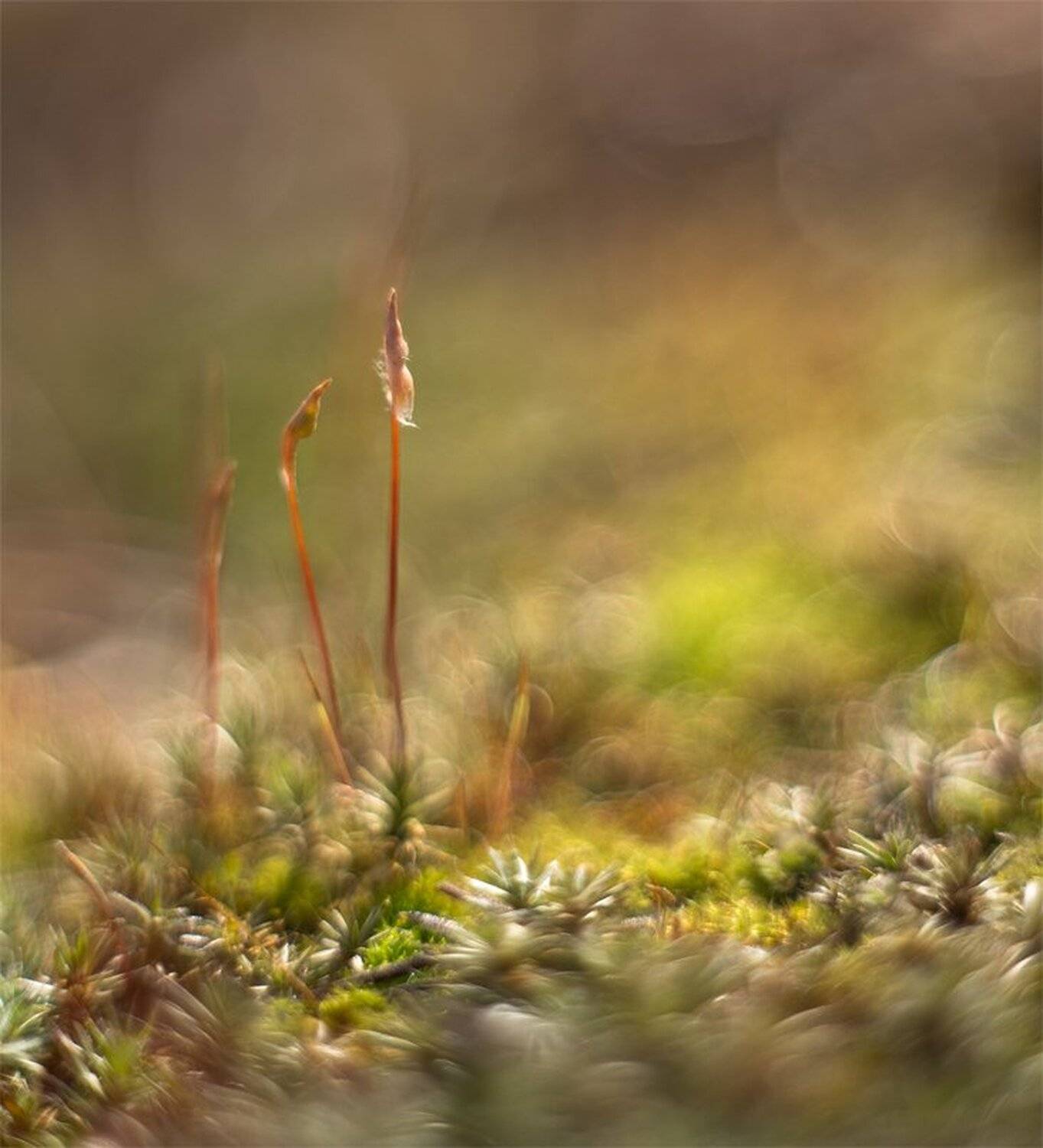 , Геннадий Мещеряков