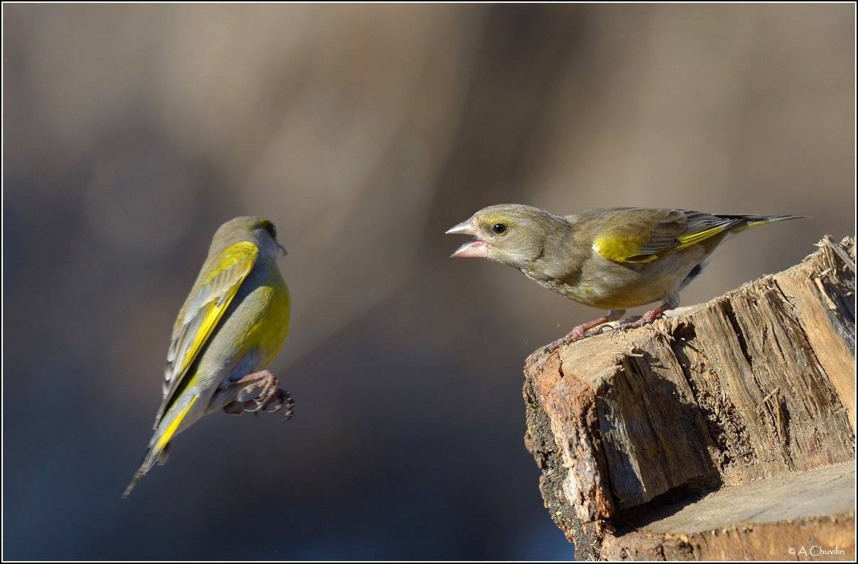 зеленушка,царь,пенька, Александр Чувилин