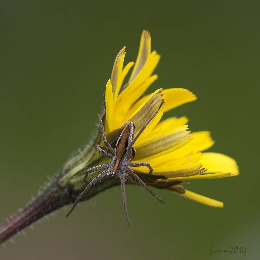 , Игорь ФУММ