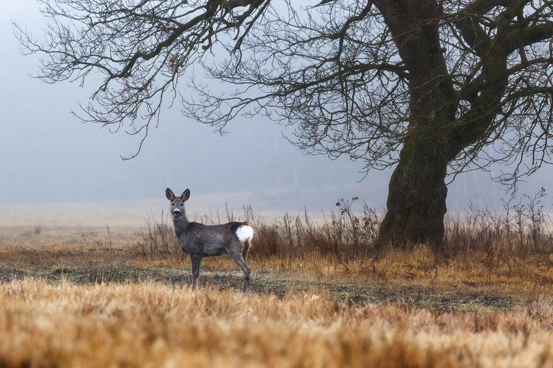 Косули на прогулке. фото превью