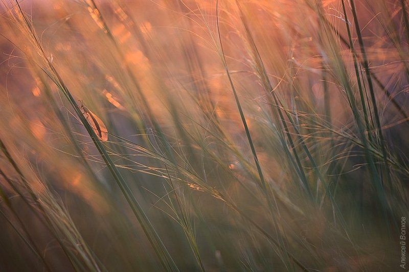 Вечер, Муравьиный лев, Степь Вечернее очарование степи фото превью