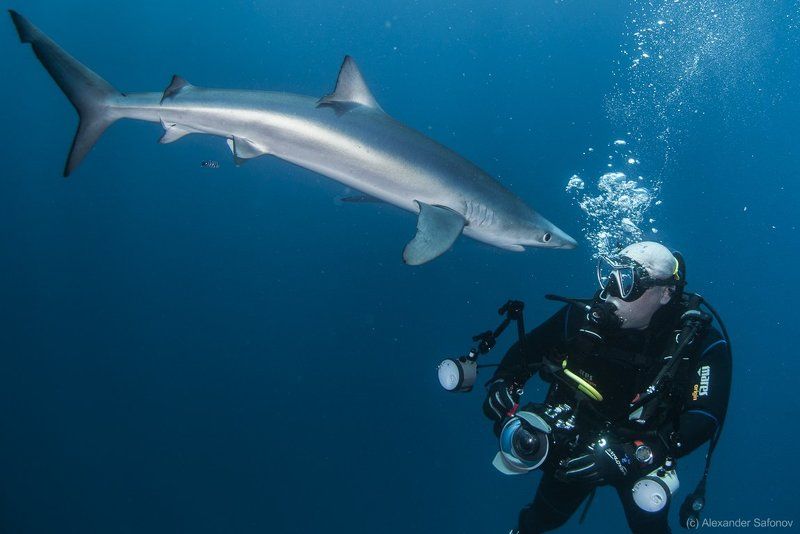 Shark confrontation фото превью