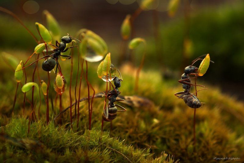 Три муравья в одном лесу ... фото превью