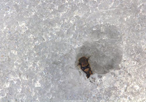 Гусеница в иглу