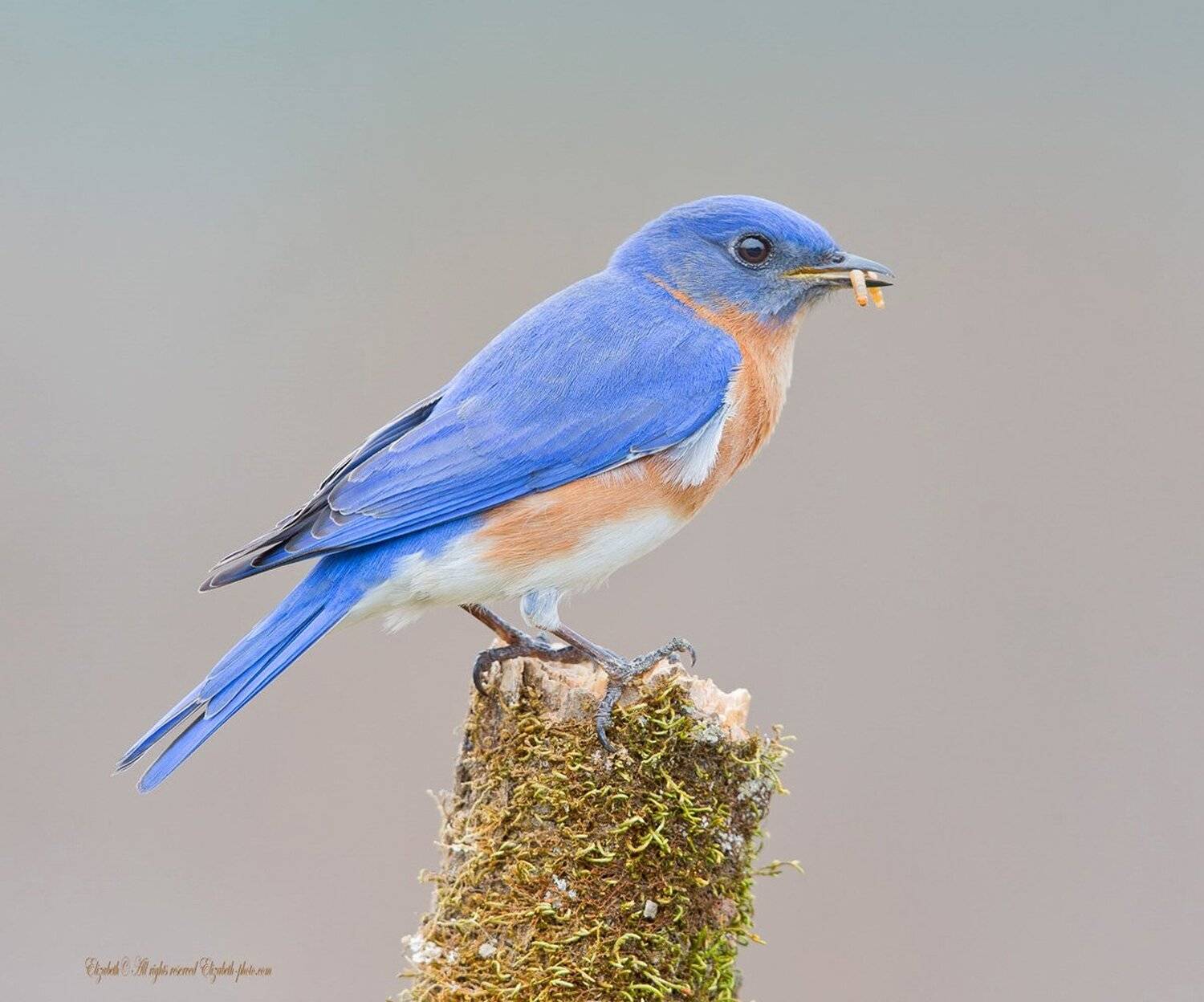 eastern bluebird, восточная сиалия, bluebird, Elizabeth Etkind
