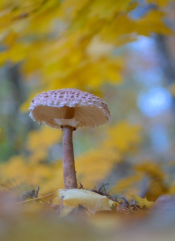 На пороге зимы. фото превью