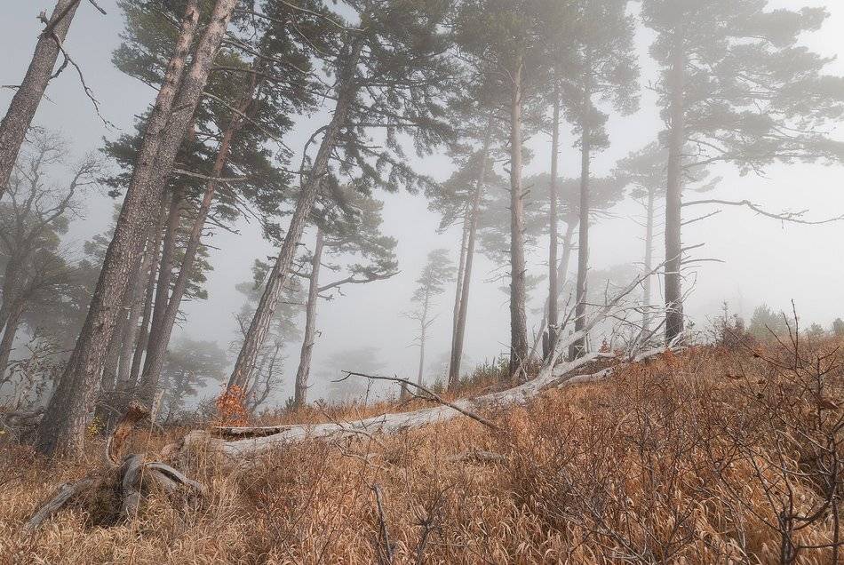 , Саша  Вайсберг / Waldschnepfe /