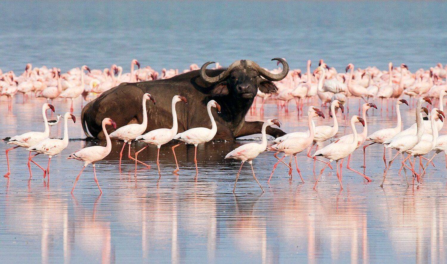 Кения, Алексей Сулоев