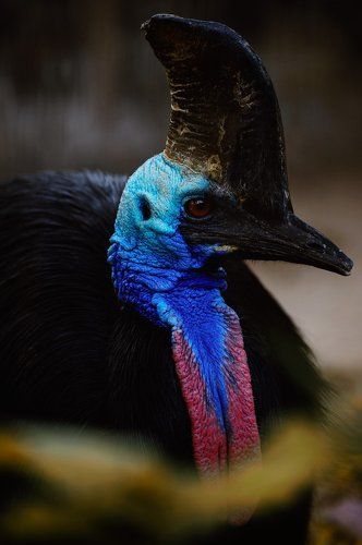Cassowaries