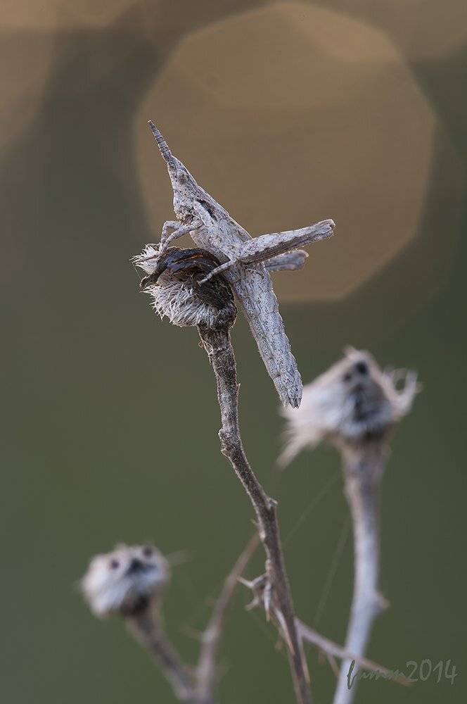 , Игорь ФУММ