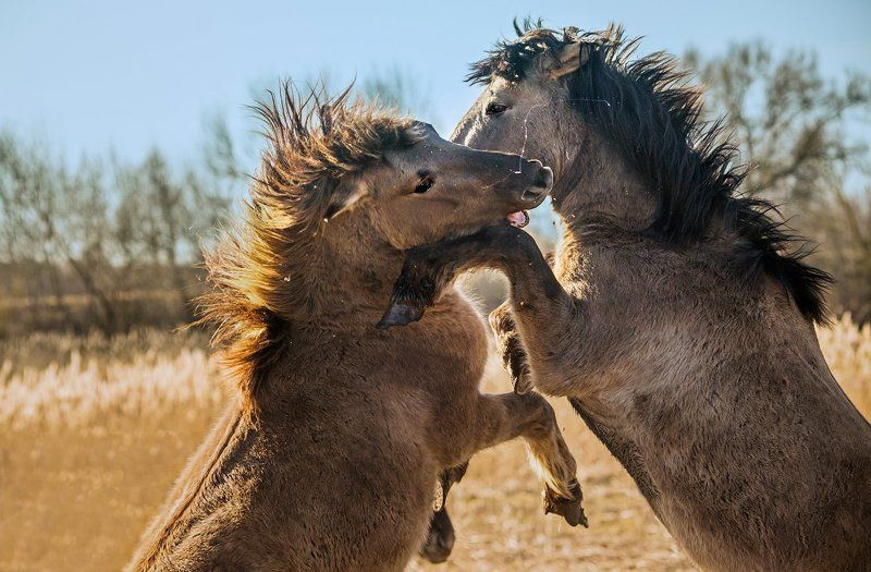 Дикие лошади, Лошади Дикие лошади фото превью
