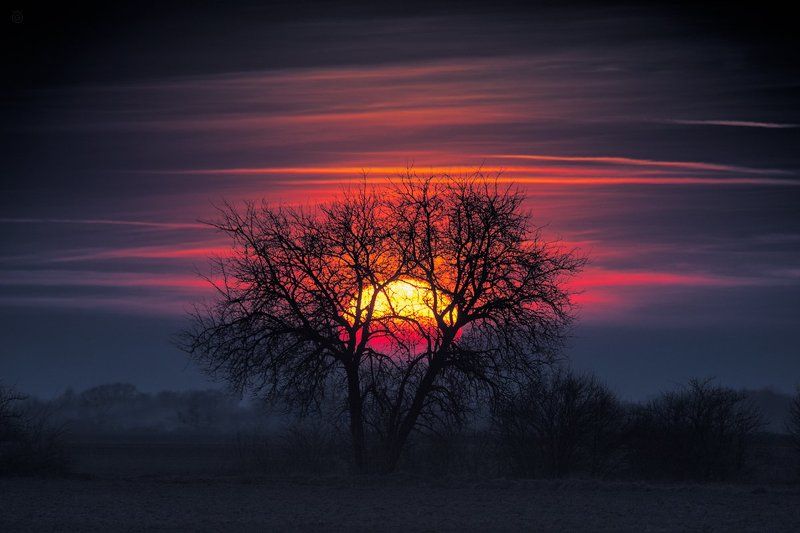 Tree of the sun фото превью