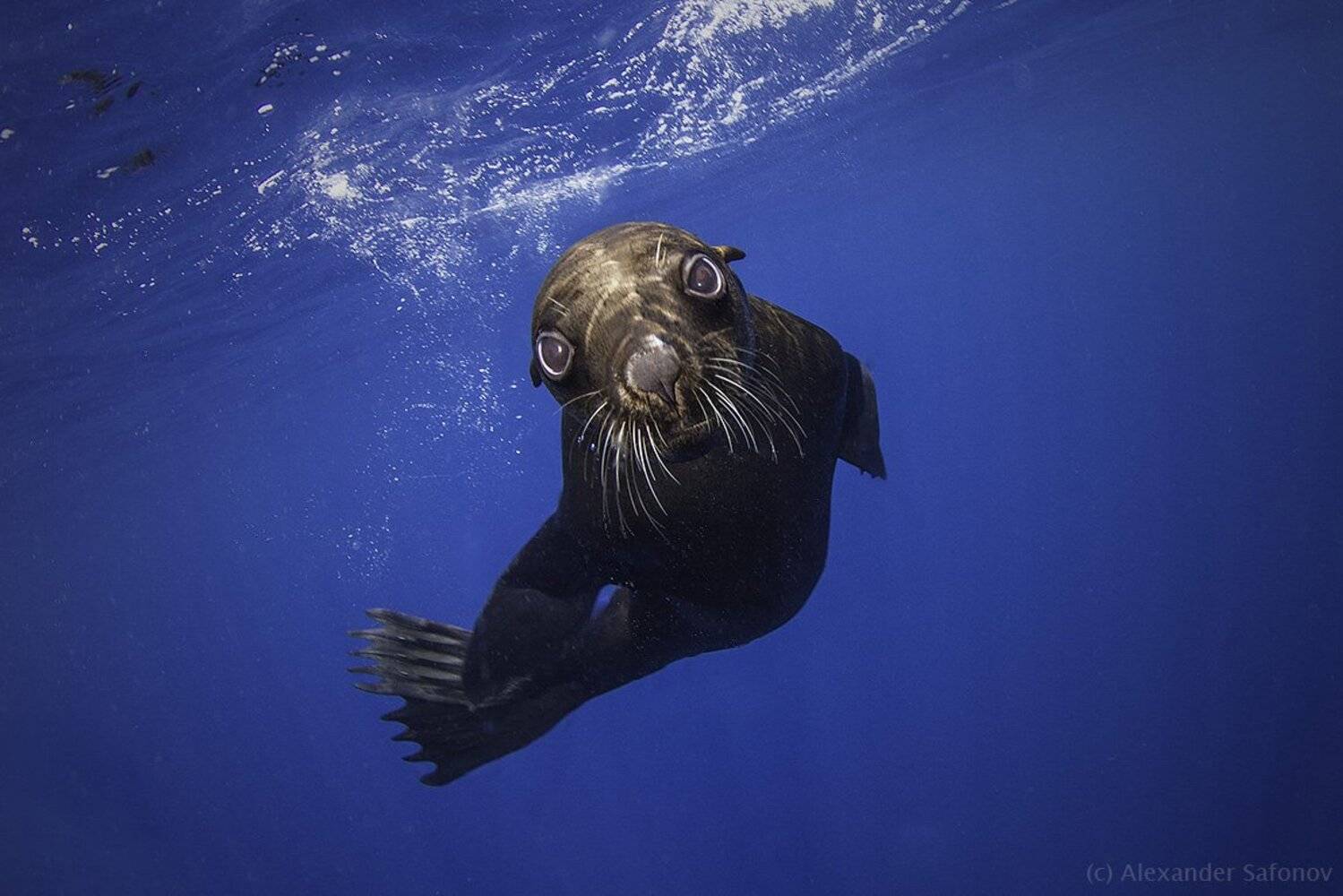 , Александр Сафонов