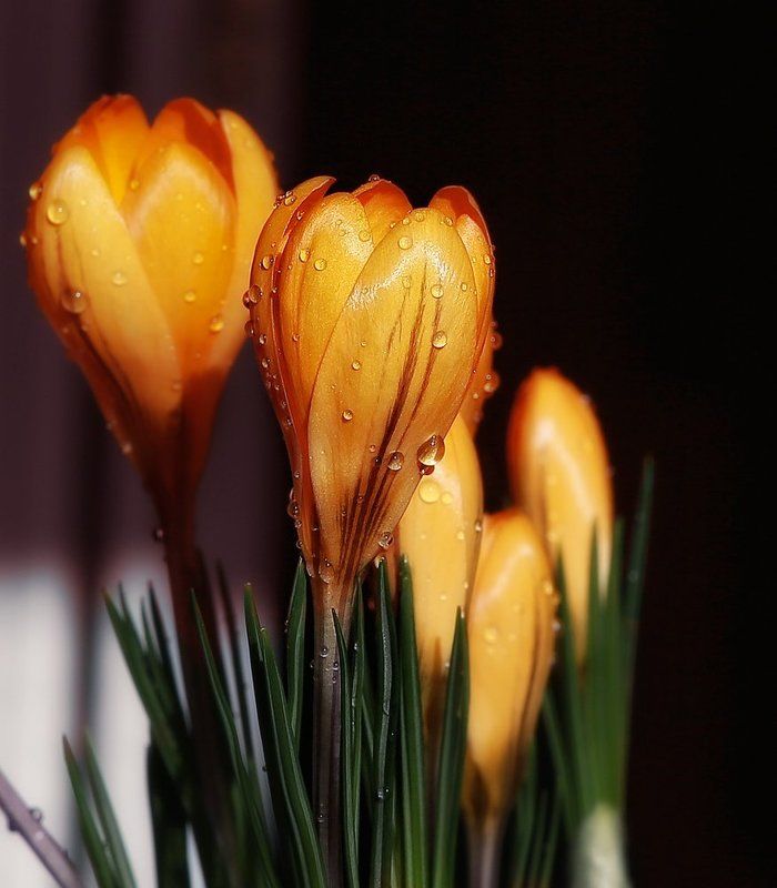 *** фото превью