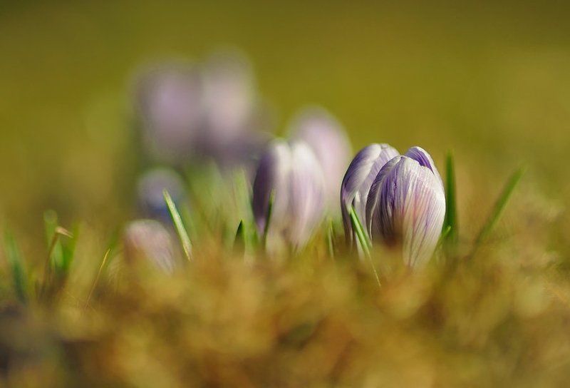 С мха фото превью