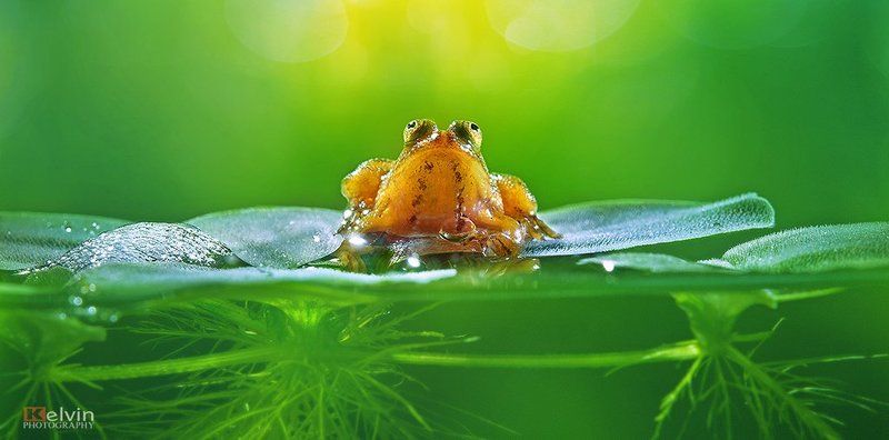Ếch Con фото превью