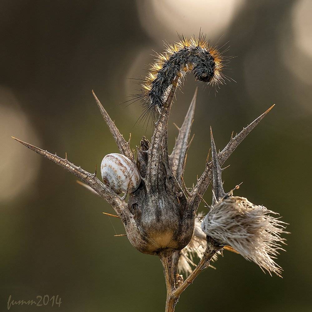 , Игорь ФУММ