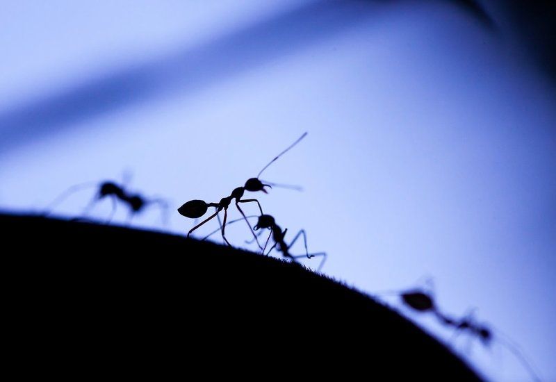 Мурашьи зарисовки фото превью