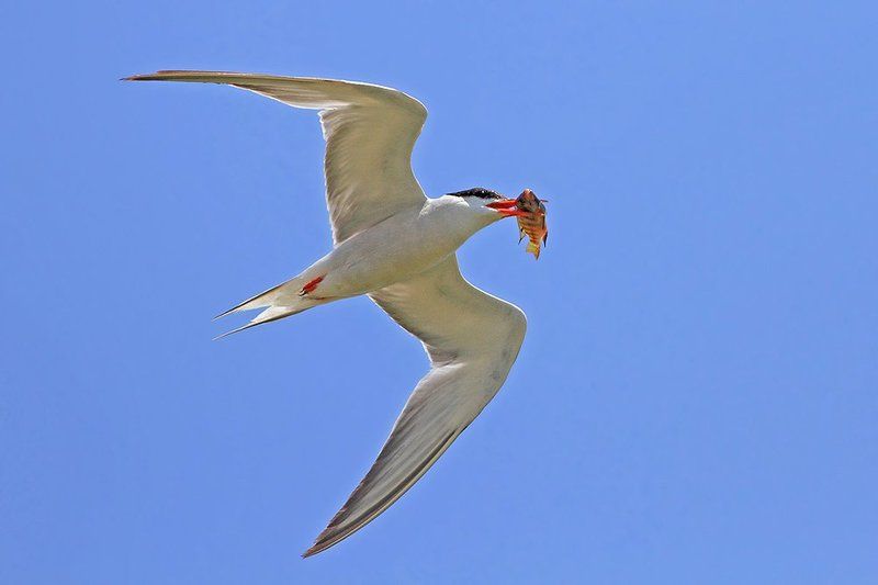 400mm, 7D, Animals, Birds, Fish, Tern, Животные, Крачка, Птицы, Рыба Про неудачную дозаправку в воздухе фото превью