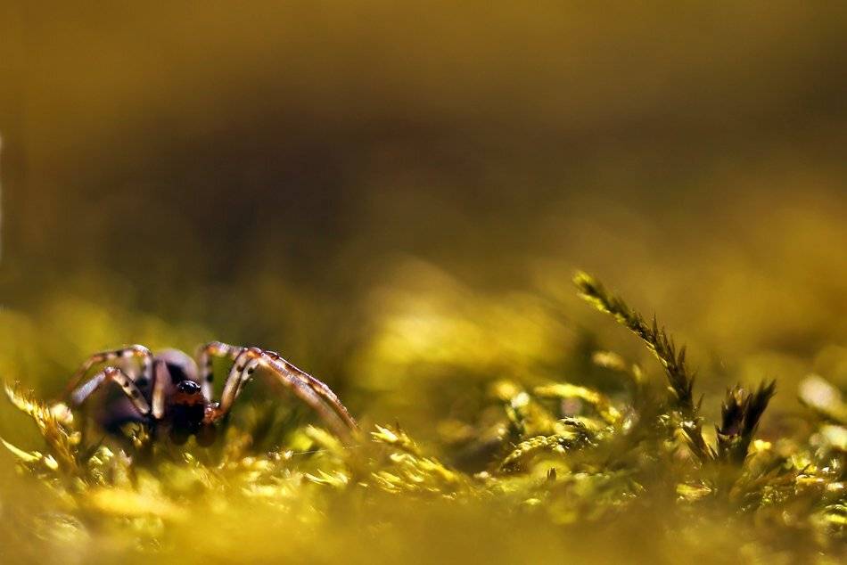 , Иваненко Светлана