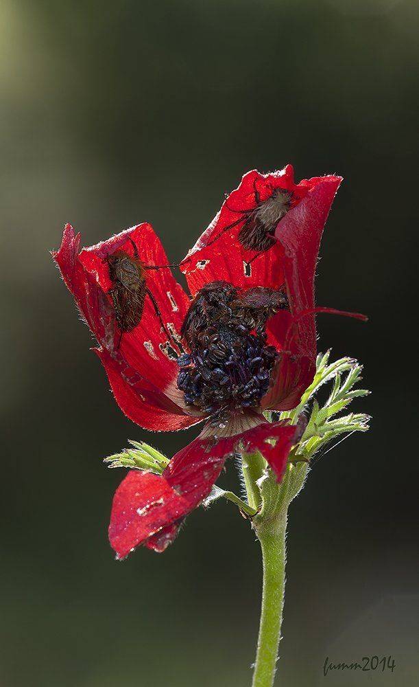 , Игорь ФУММ