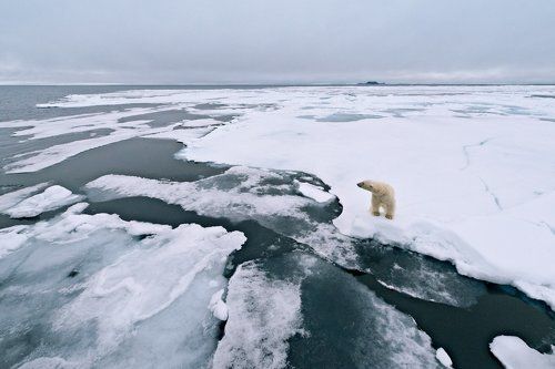 на льдине