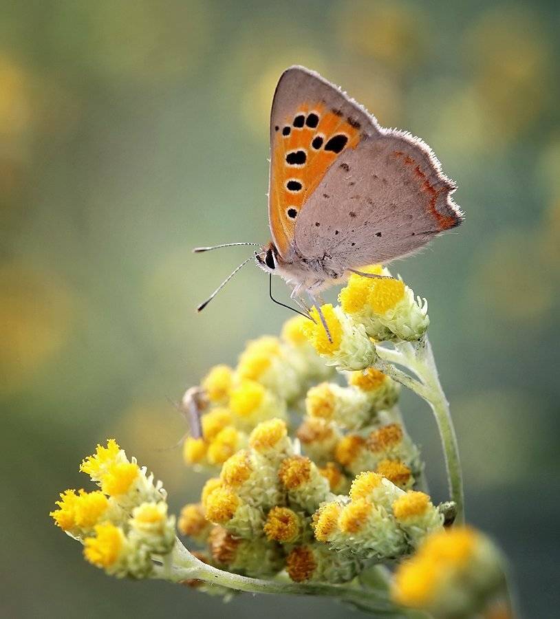 , Mycatherina