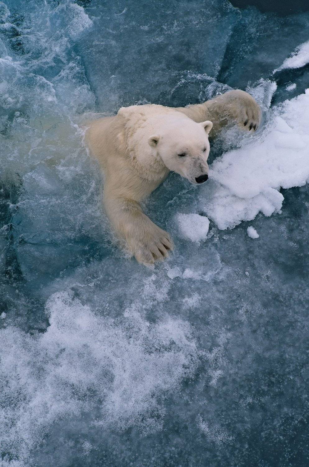 , Анна Яценко