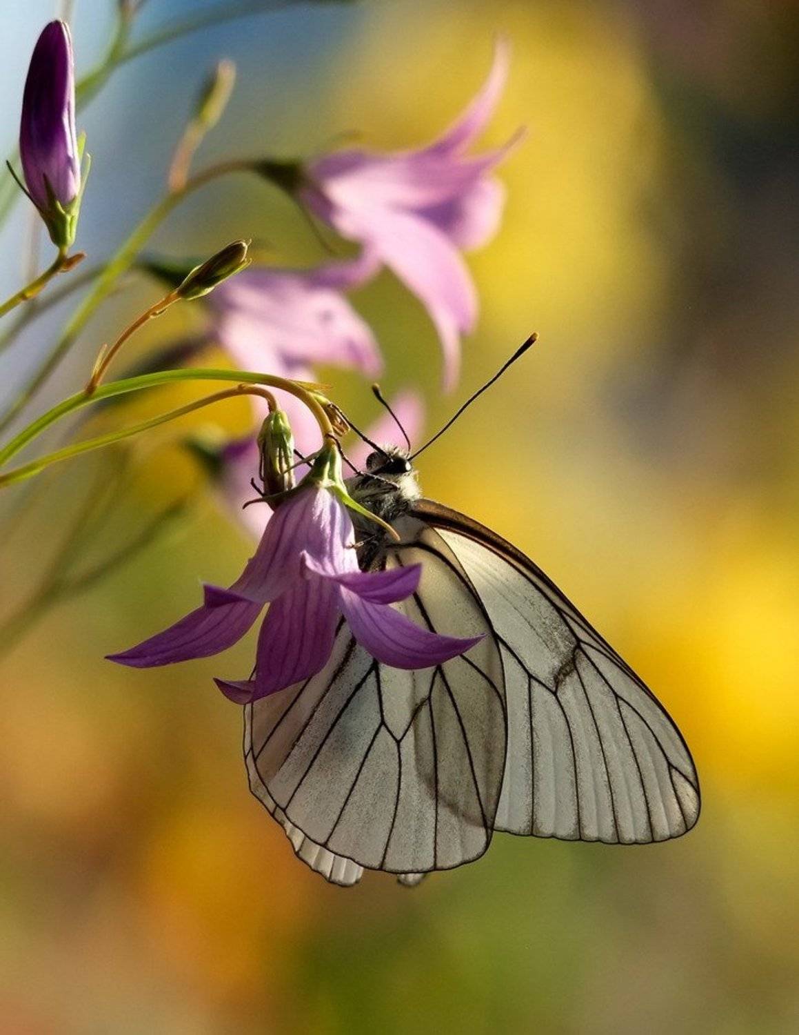 , Вячеслав Мищенко