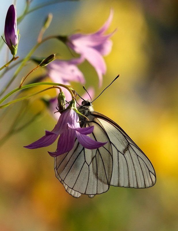 Ах лето,лето фото превью