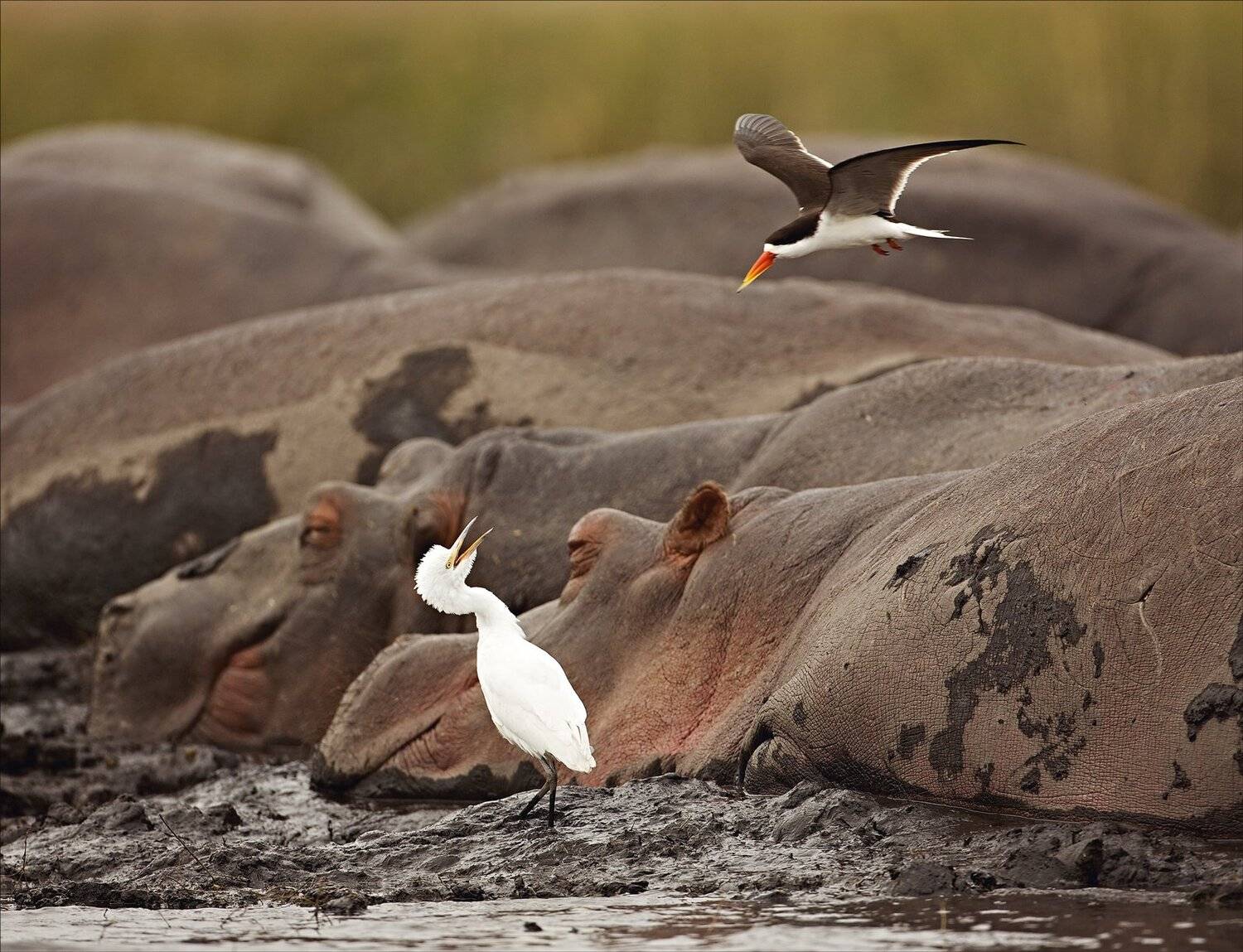, Алексей Сулоев