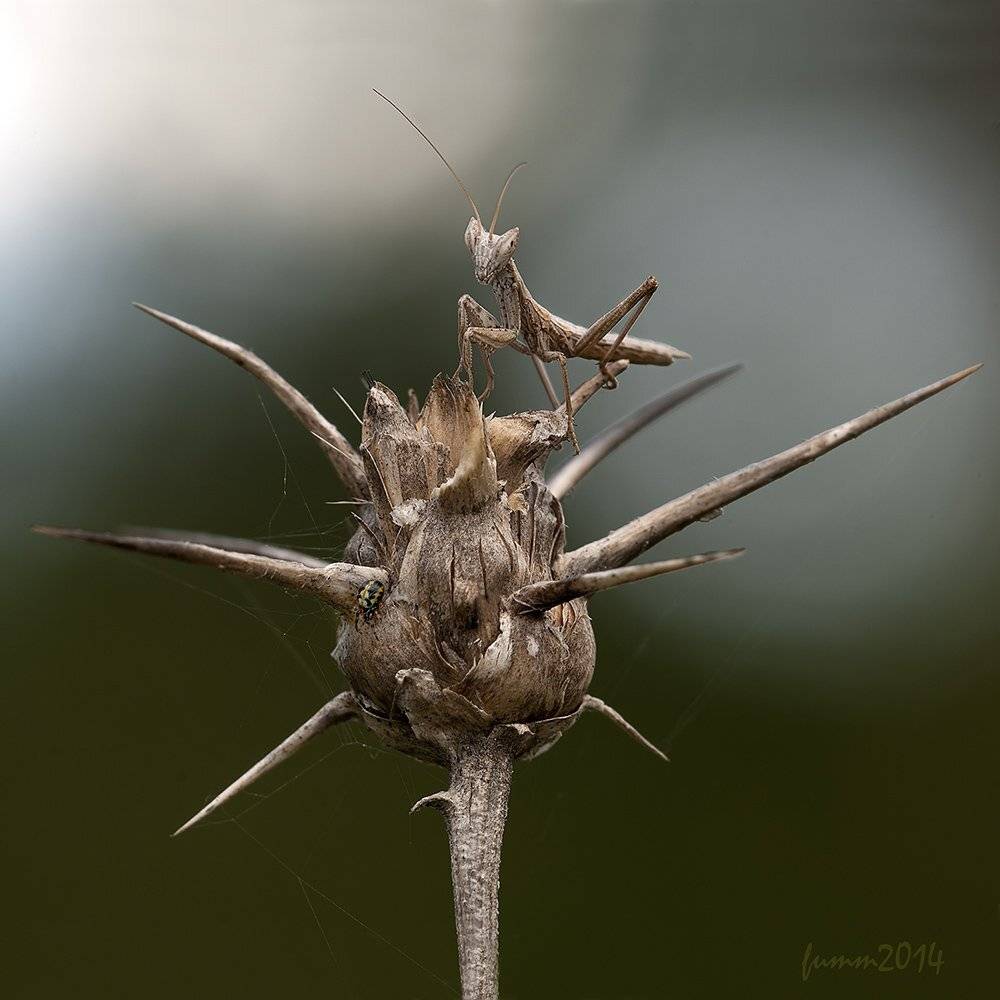 , Игорь ФУММ