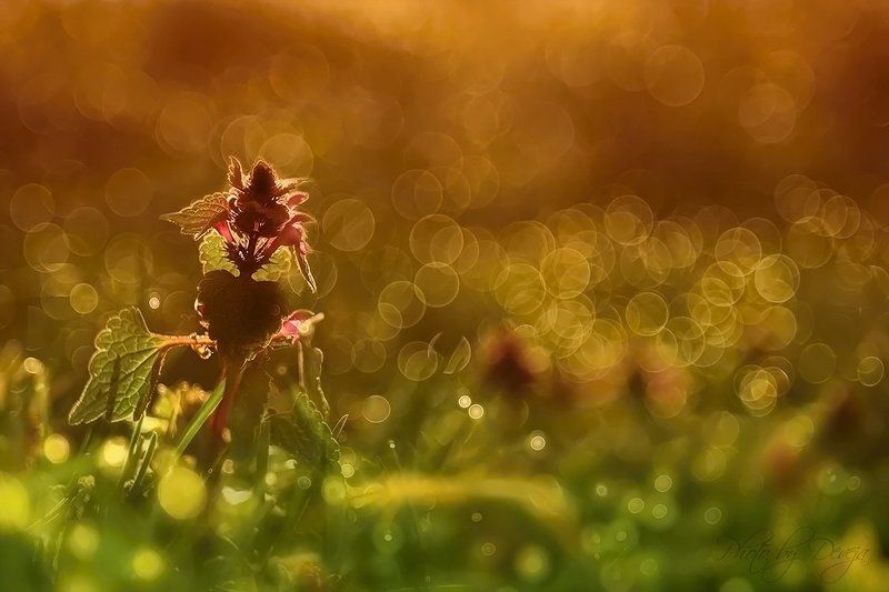 Lamium purpureum фото превью