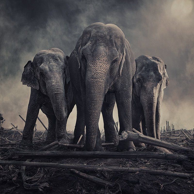 antena, bubble, buildings, captain, elephant, high, manipulation, metal, ocean, pallet, photoshop, psd, rolling, stone, tools, tutorials, water, wheels Stick together фото превью