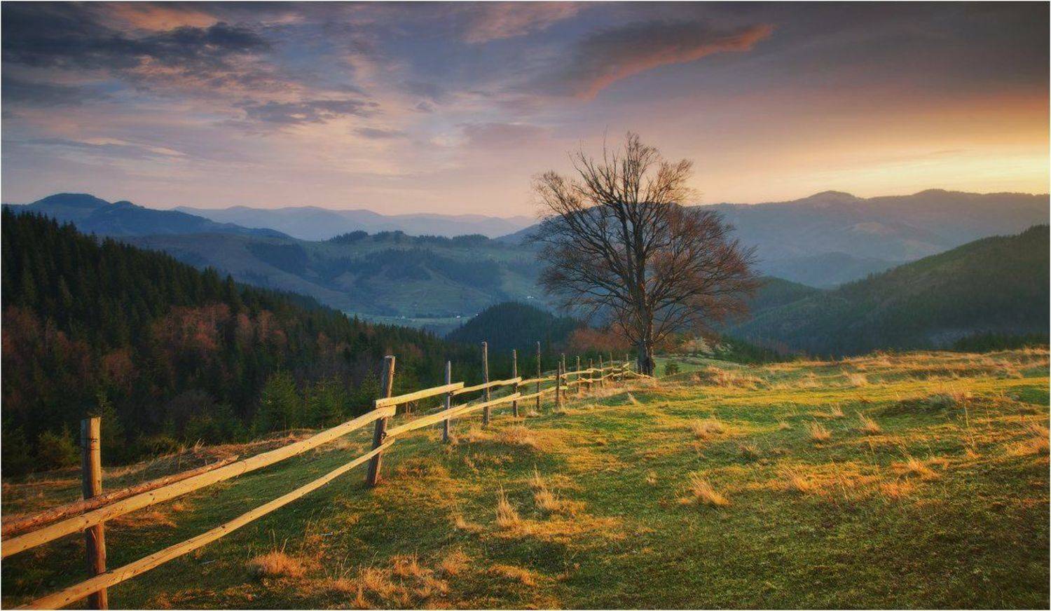 , Денис Кривой