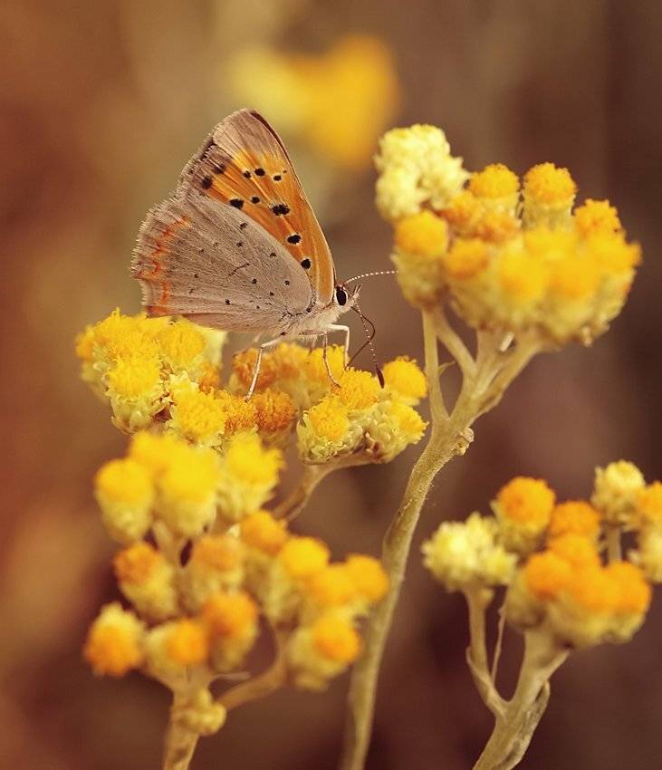 , Mycatherina
