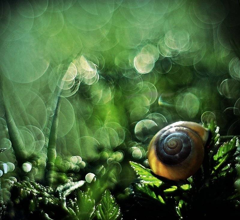 , Krzysztof Trojanowski