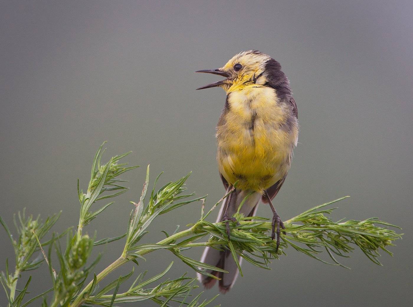 , Андрей Канышев