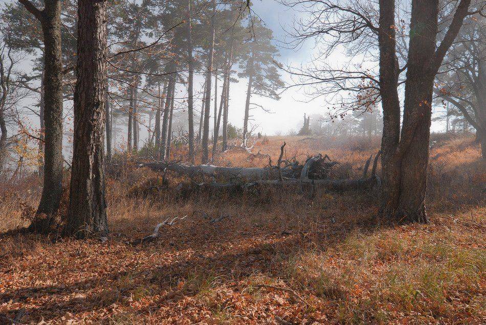 , Саша  Вайсберг / Waldschnepfe /