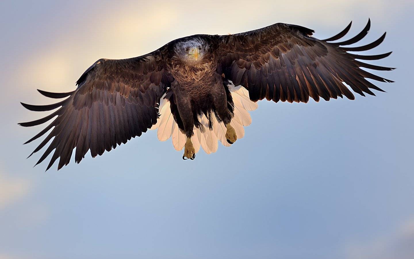 Eagle, Erne, KIM SUK EUN