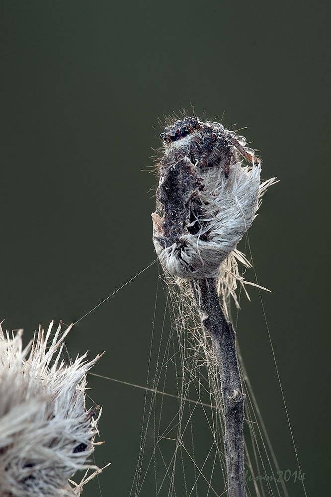 , Игорь ФУММ