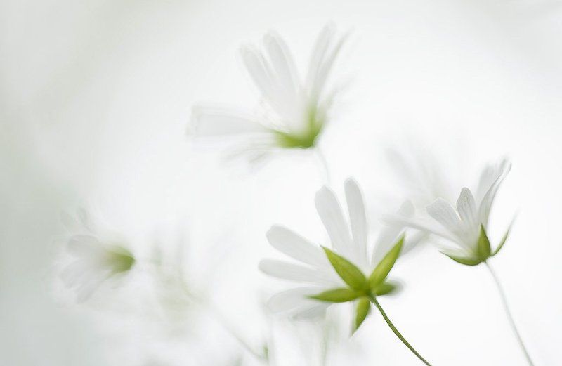 звездчатка акварелька фото превью