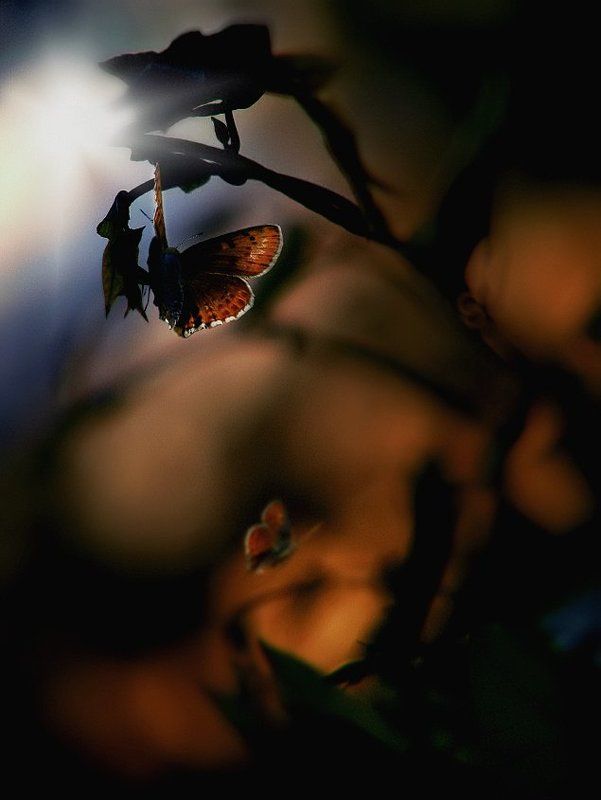 wake,macro,nature, стал мечта фото превью