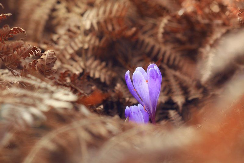 в гнездышке фото превью