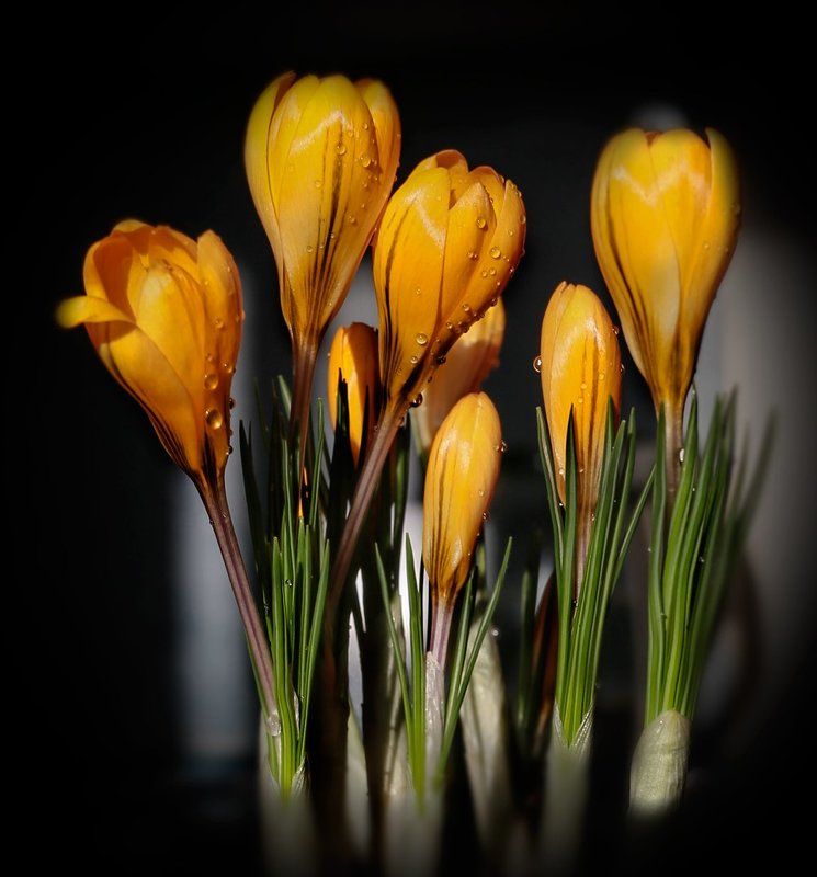 *** фото превью