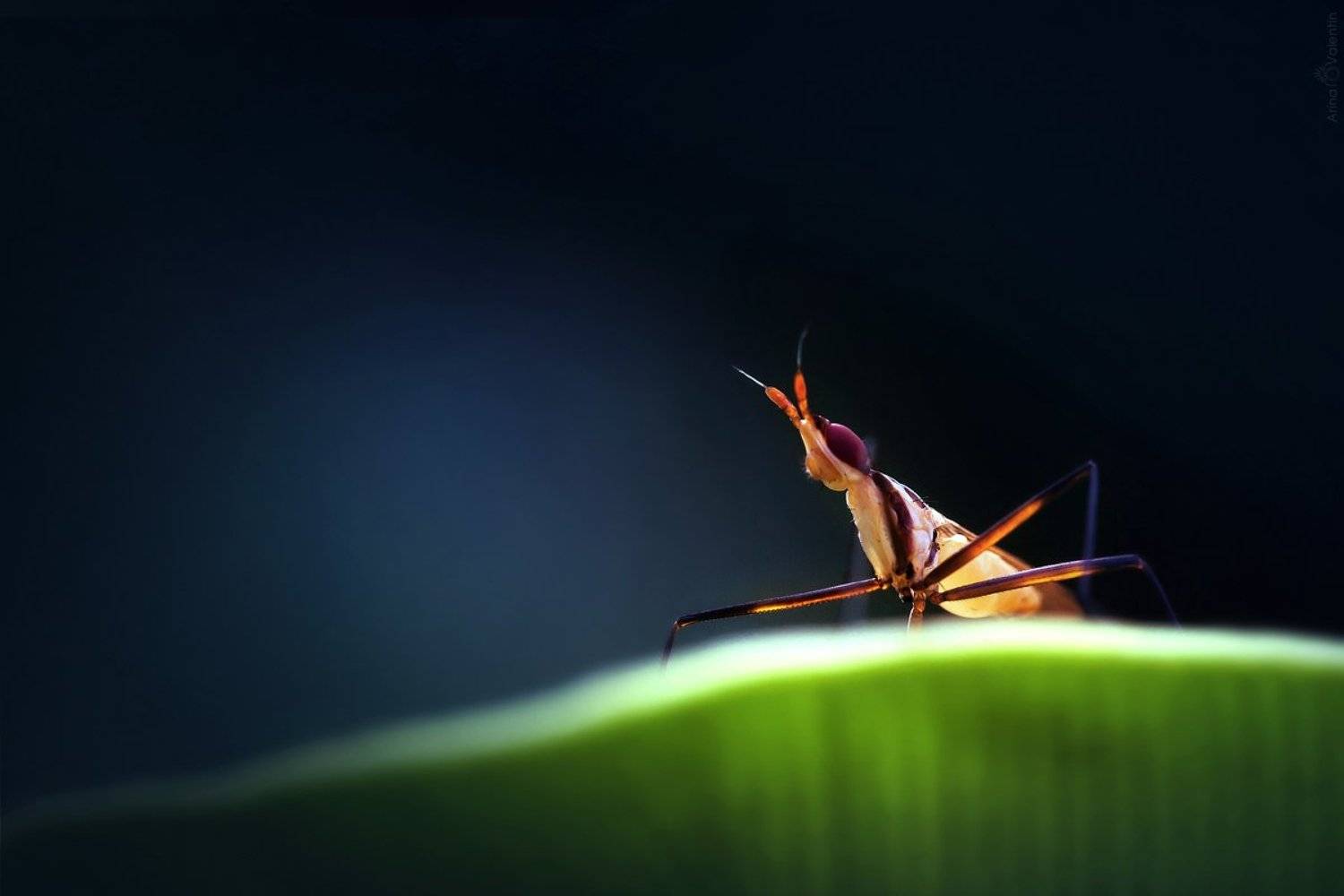 арина и валентин, букаш, листья, макро, шри-ланка, Ратушнова-Осинцева Арина