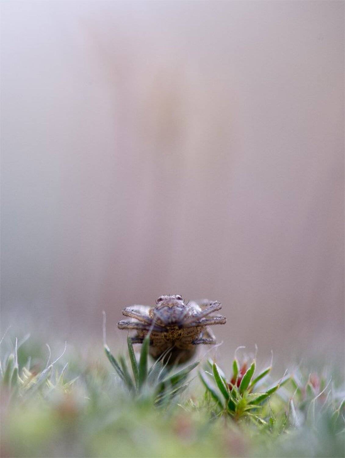 , Геннадий Мещеряков