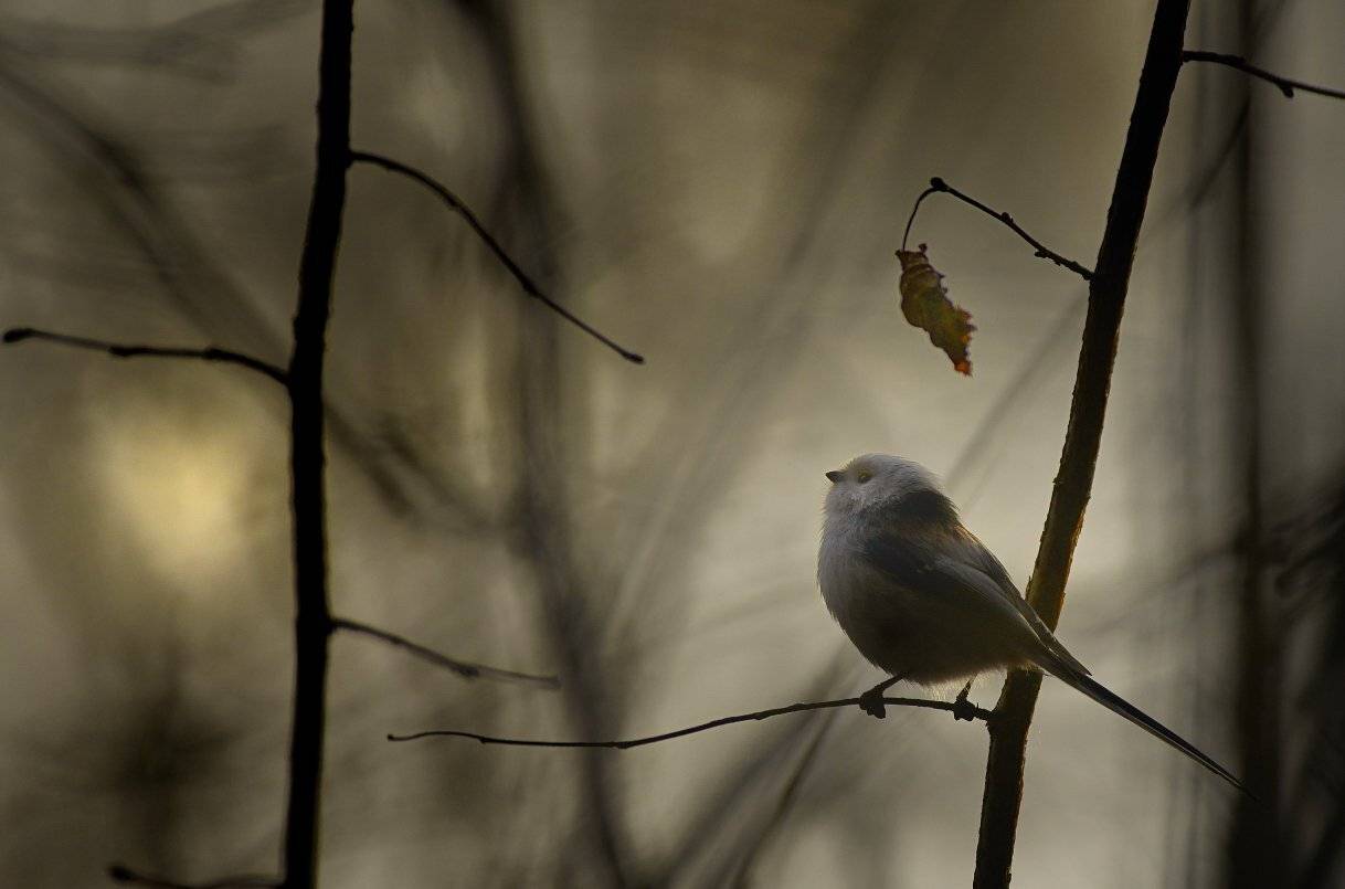 , Аникеев Владимир
