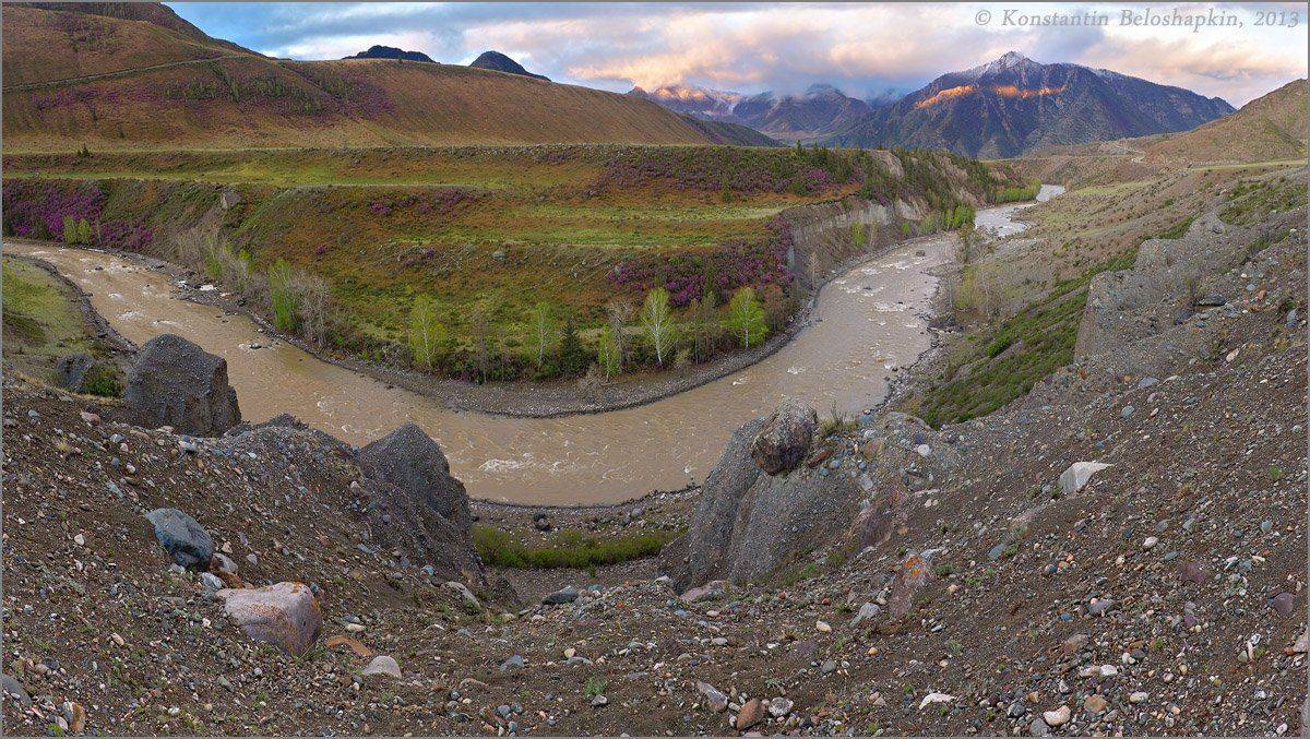 Алтай, Весна, Константин белошапкин, Маральник, Рододендрона Ледебура, Чуй-оозы, Чуя, Константин Белошапкин