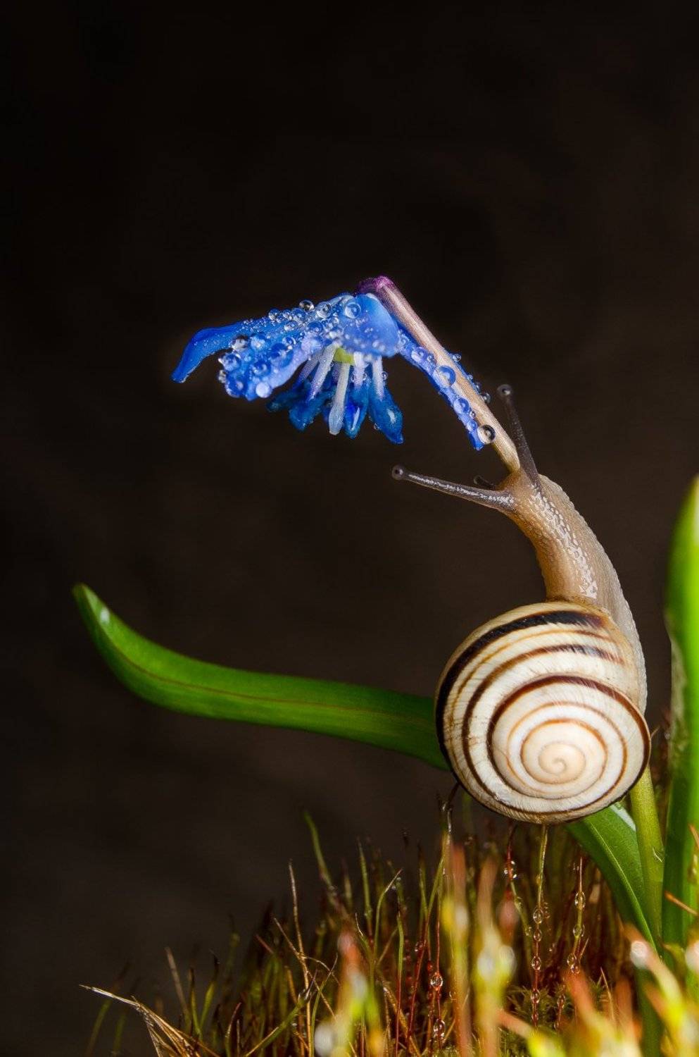 , Ренат Тугушев